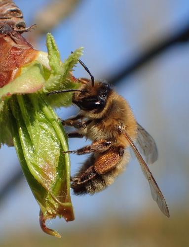 Andrena nigroaenea